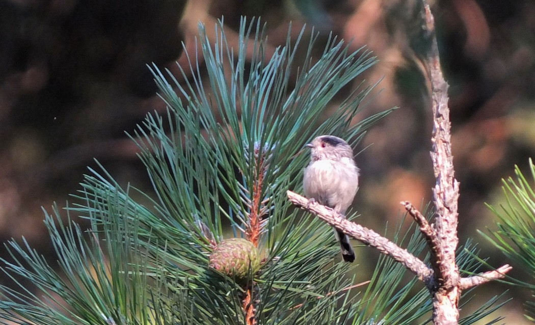 Long-tailed Tit