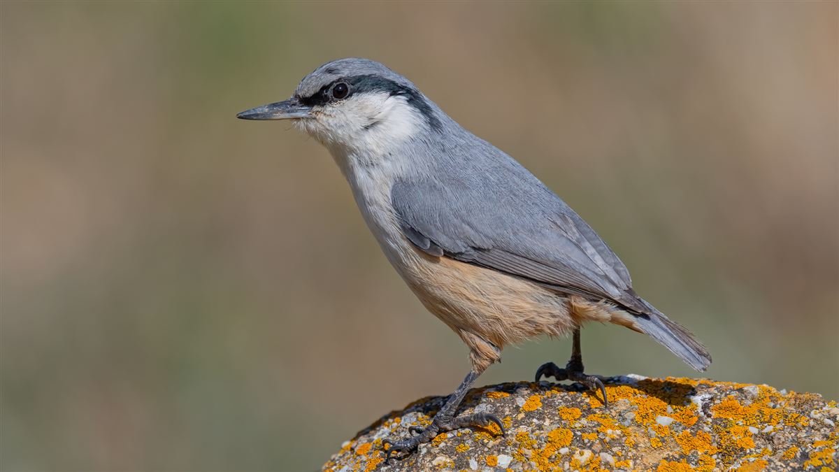 Western Rock Nuthatch