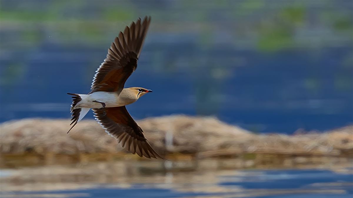 Collared Pratincole