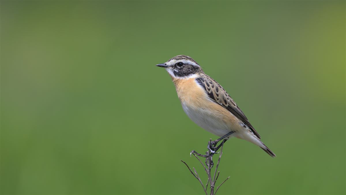 Whinchat