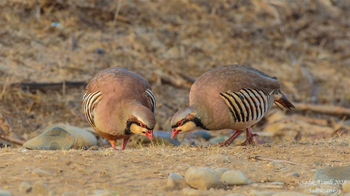 Chukar Partridge
