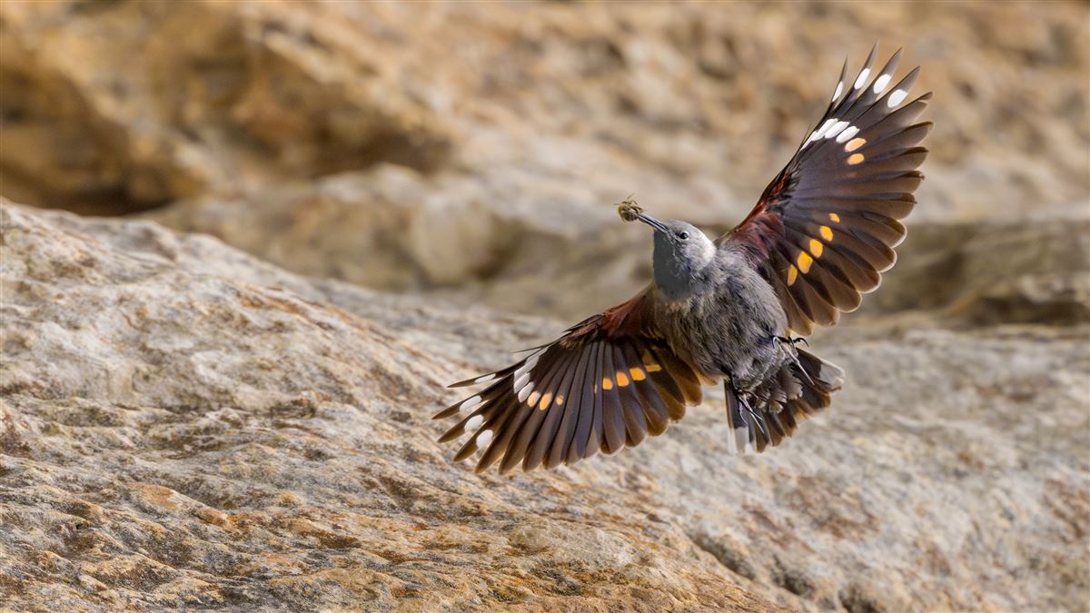 Wallcreeper