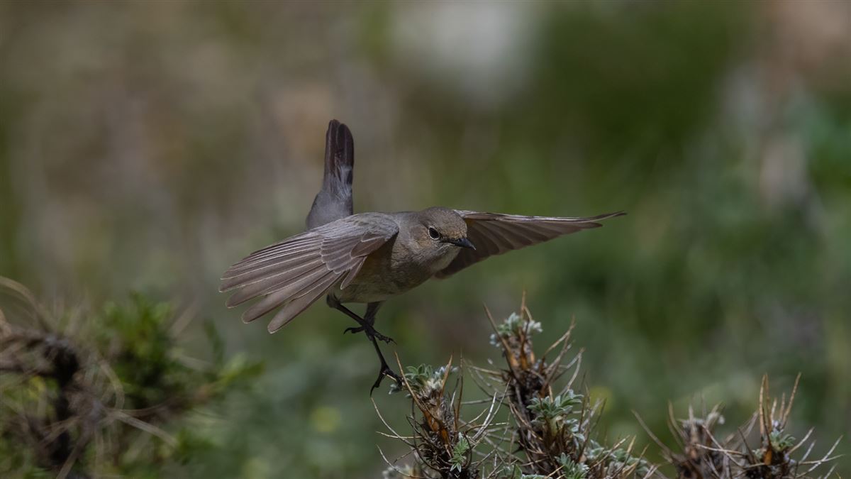 White-throated Robin