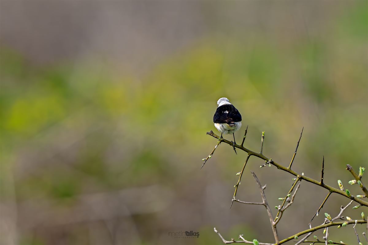 Pied Wheatear