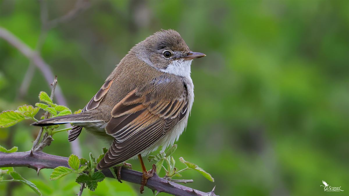 Common Whitethroat