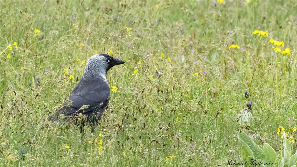 Western Jackdaw