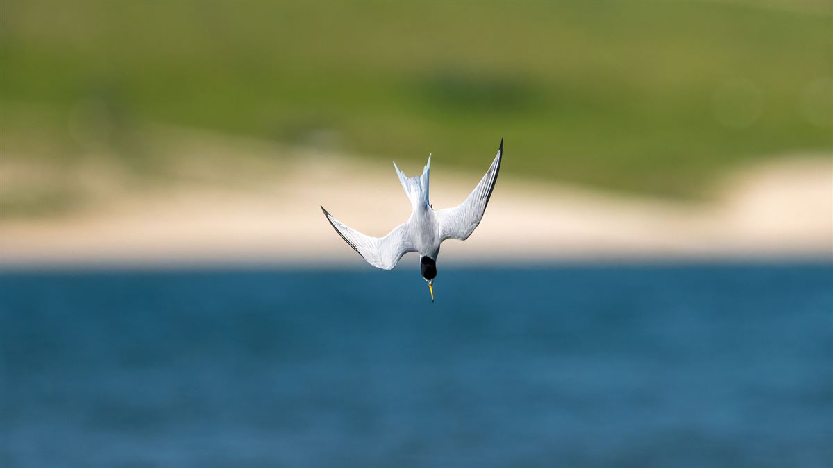 Little Tern