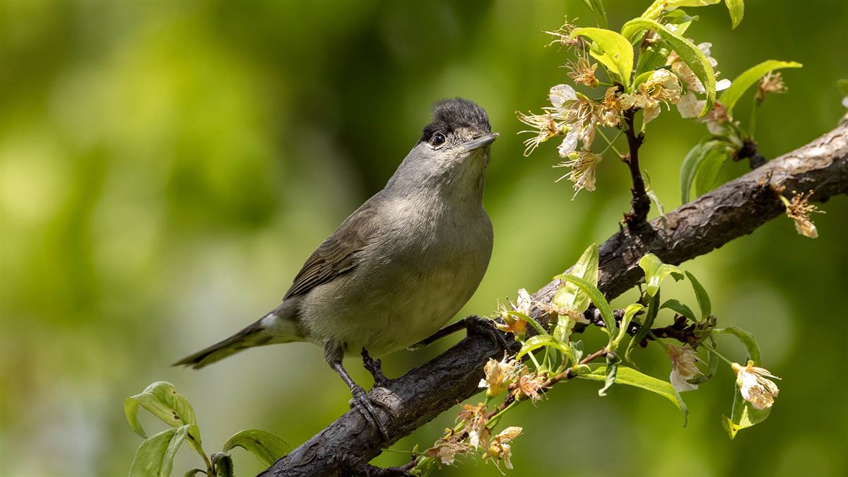 Eurasian Blackcap