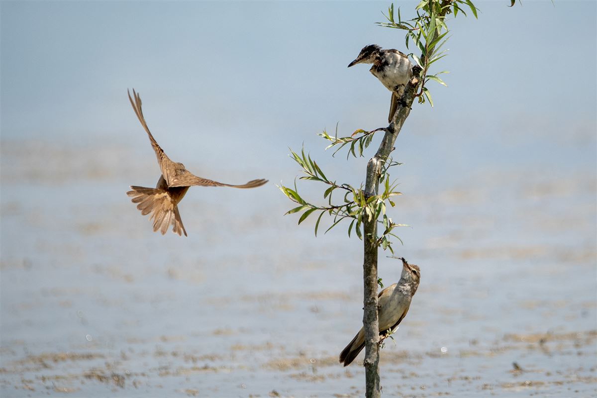 Great Reed Warbler