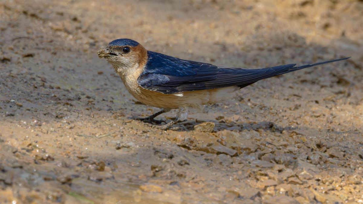European Red-rumped Swallow