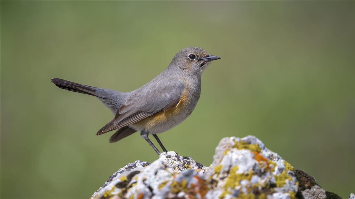 White-throated Robin