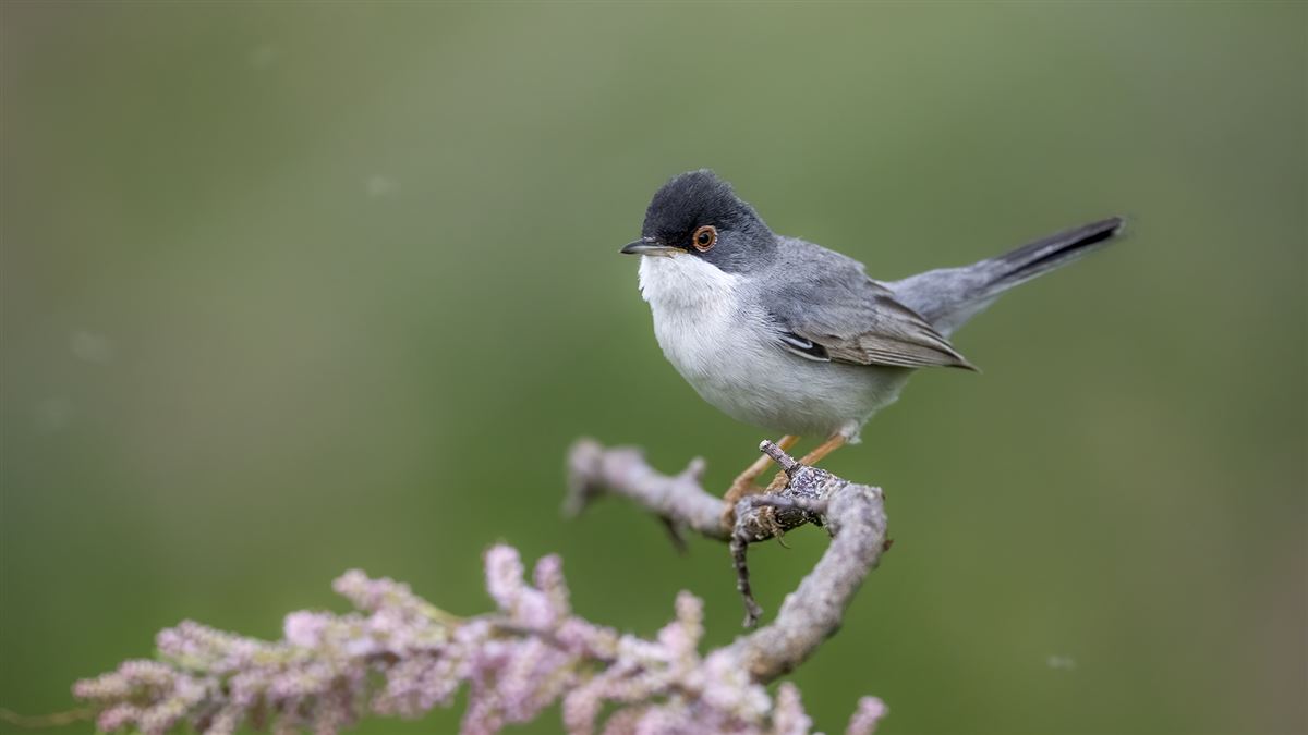 Sardinian Warbler