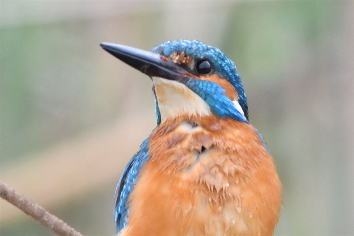 Common Kingfisher