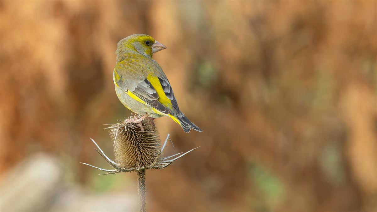 European Greenfinch