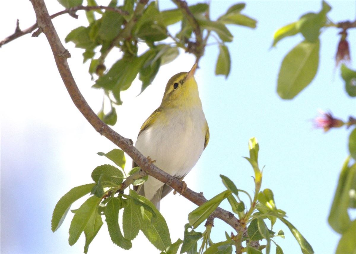 Wood Warbler