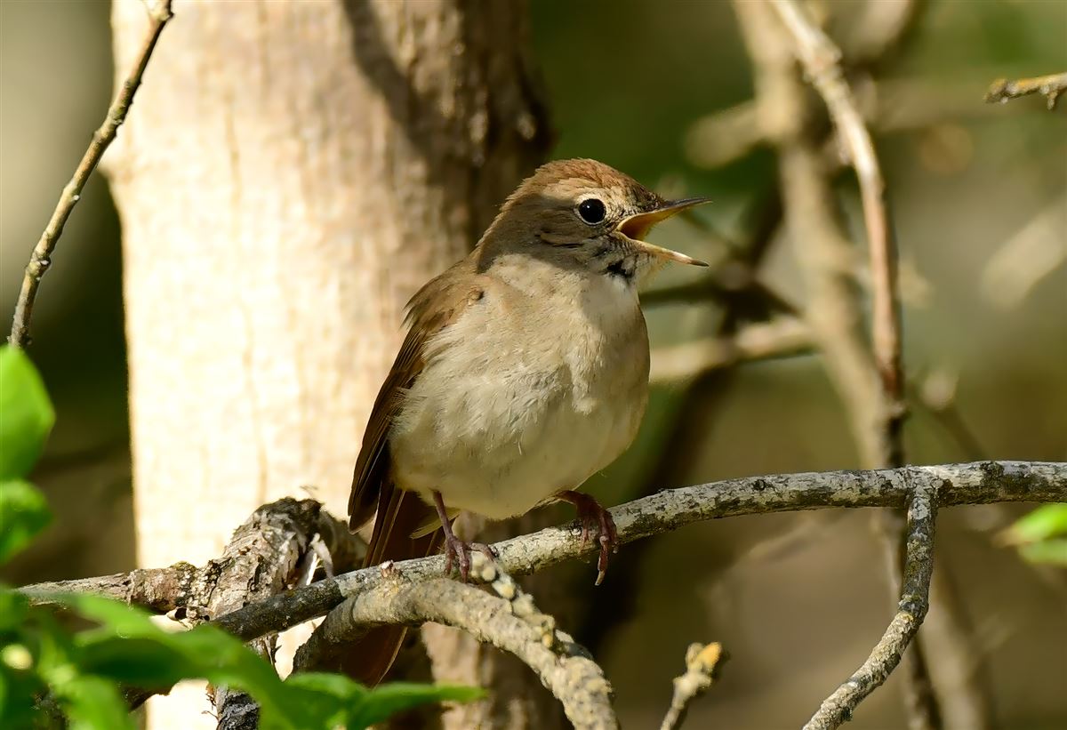 Common Nightingale