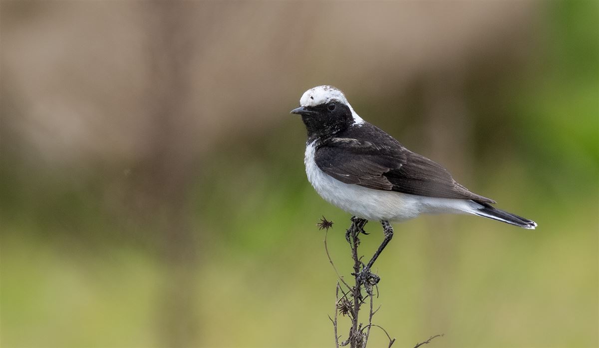 Pied Wheatear