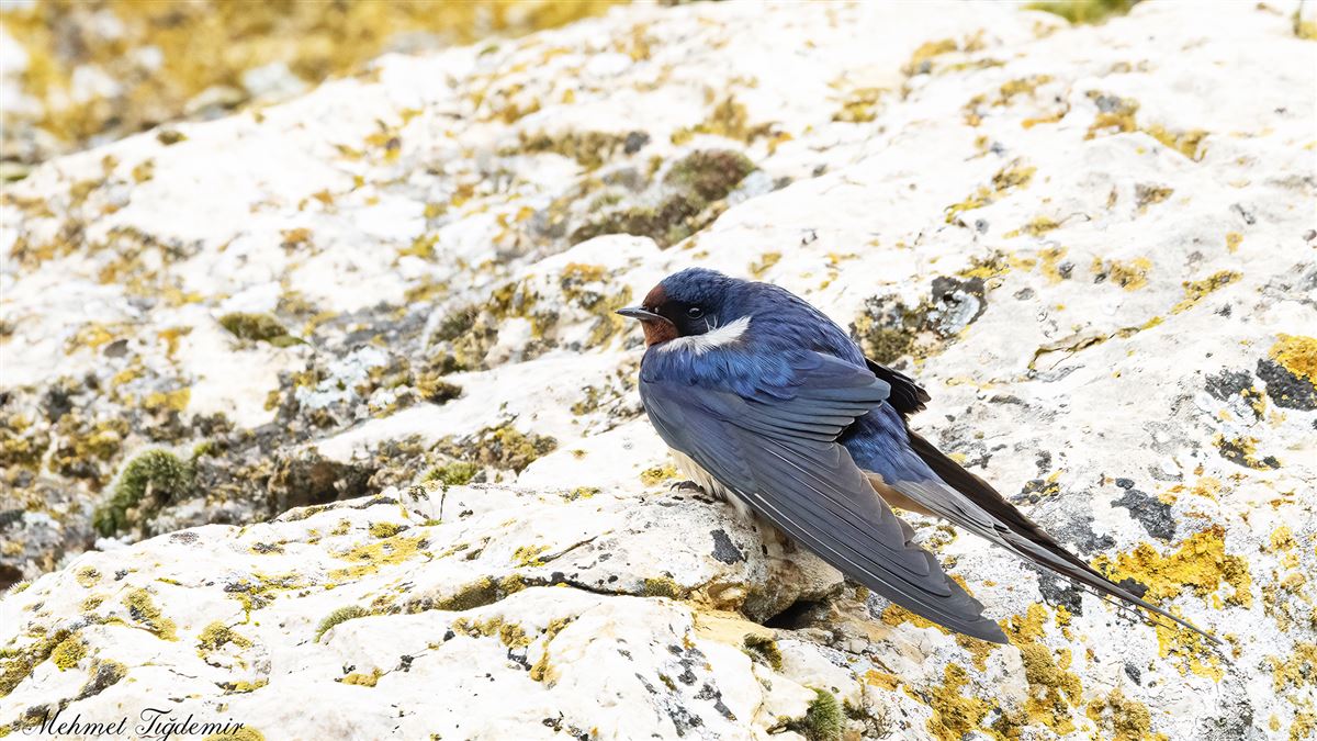Barn Swallow