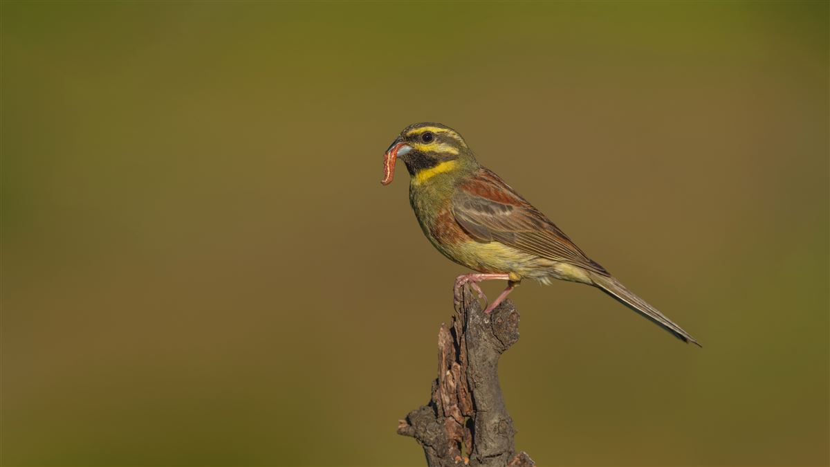 Cirl Bunting