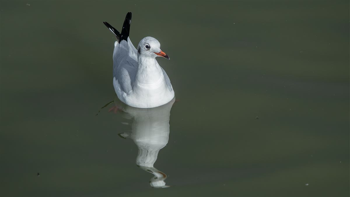 Black-headed Gull