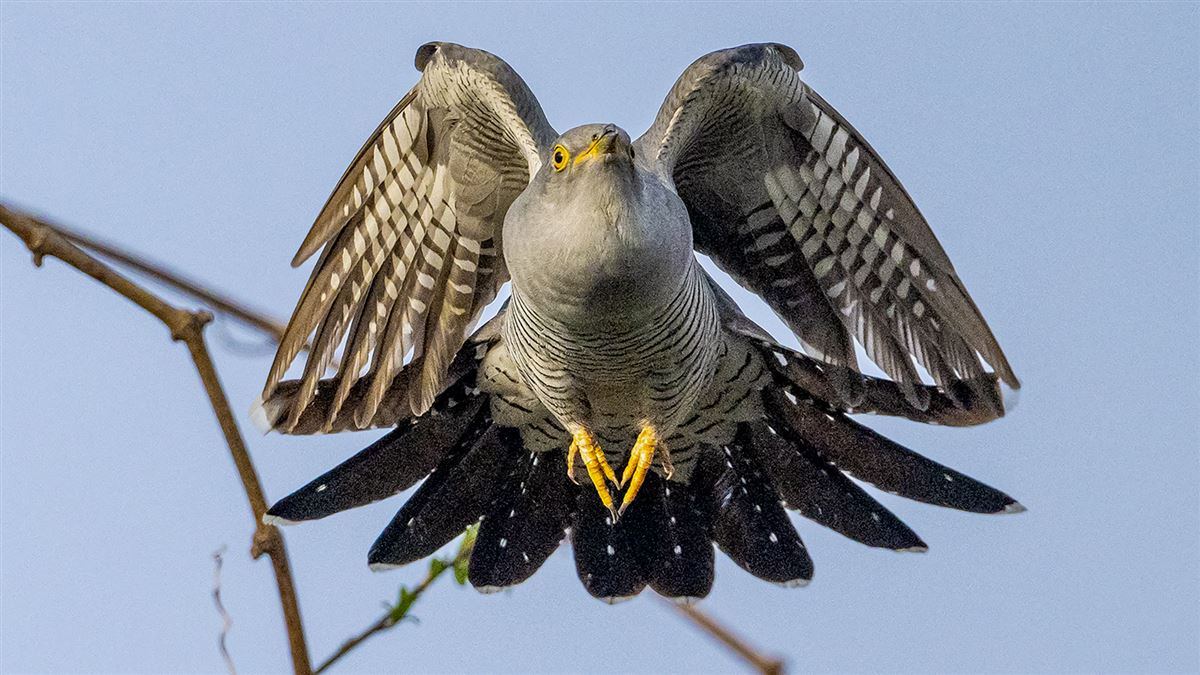 Common Cuckoo