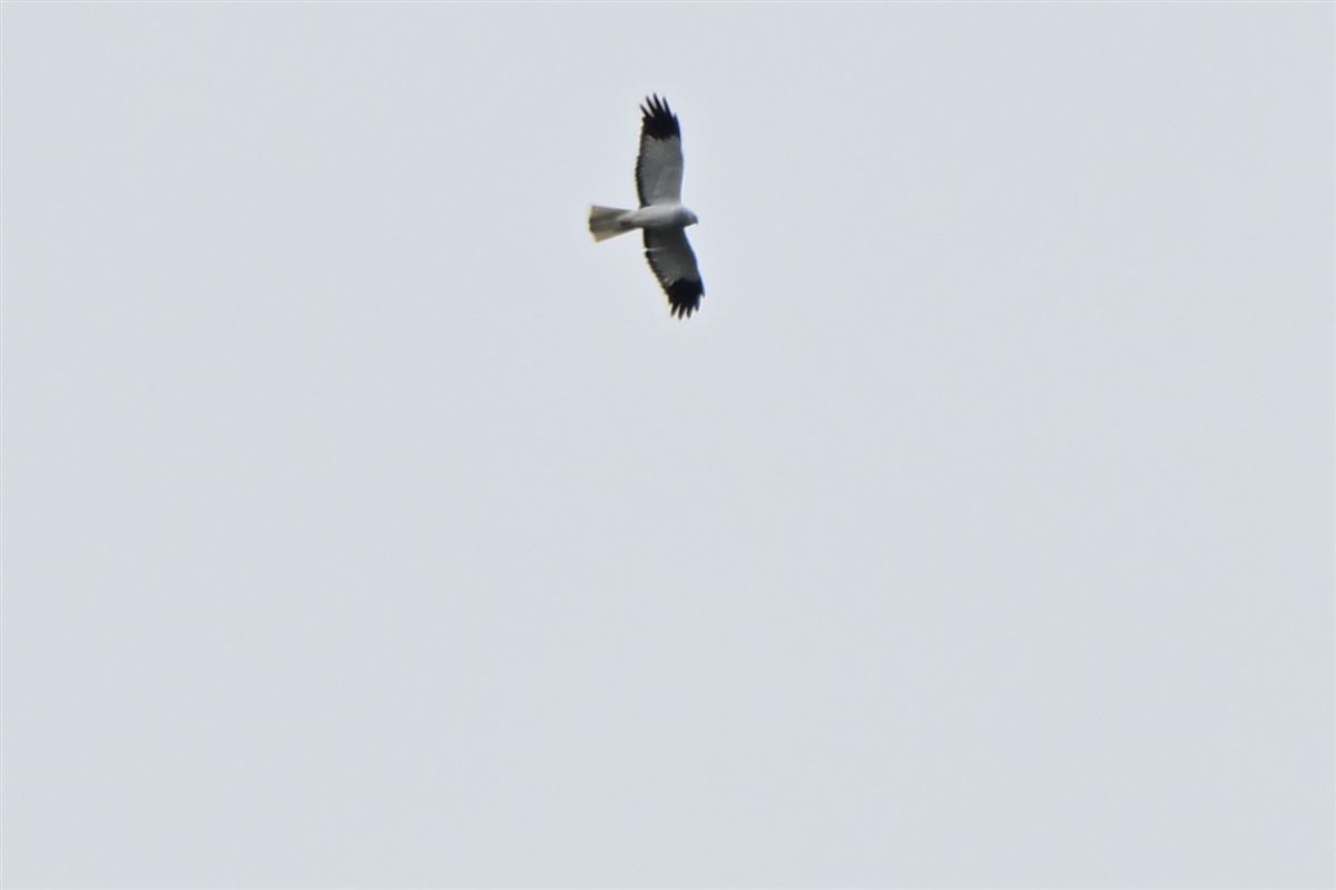 Hen Harrier