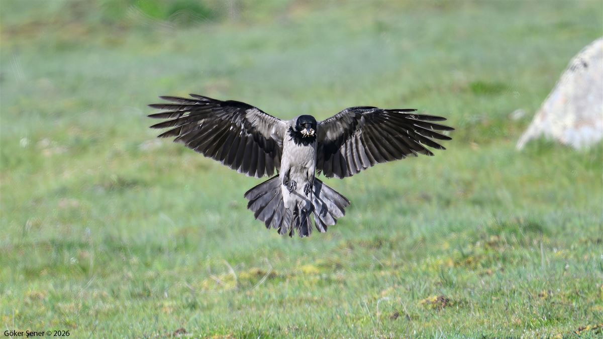 Hooded Crow