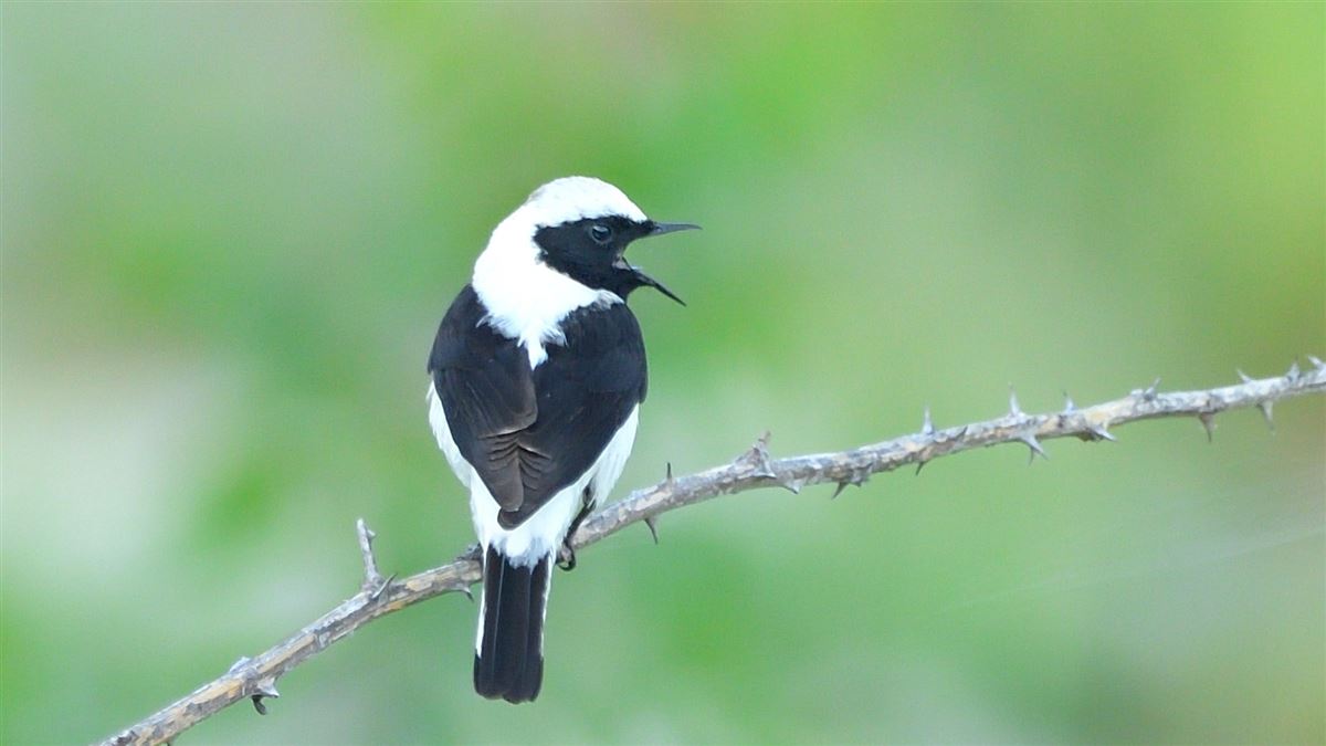 Black-eared Wheatear