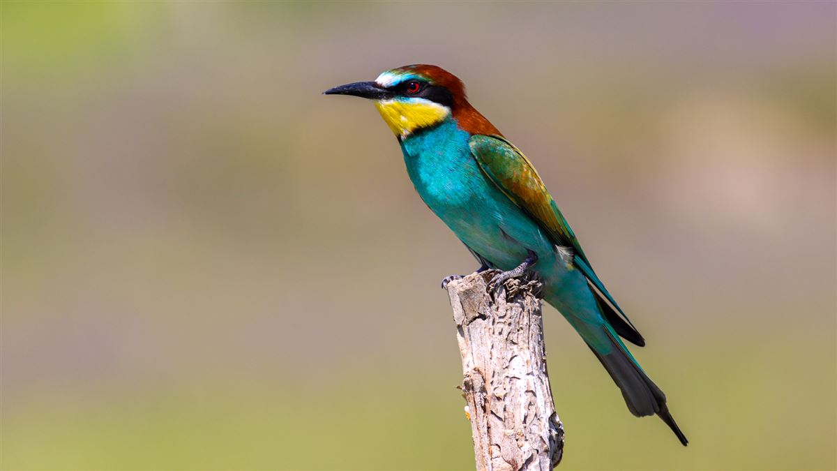 European Bee-eater