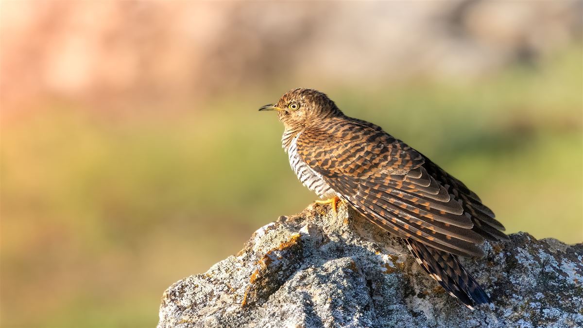 Common Cuckoo