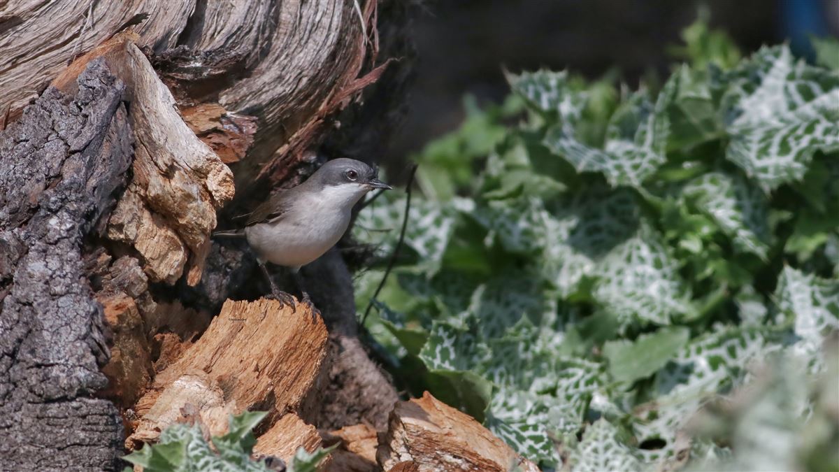Lesser Whitethroat