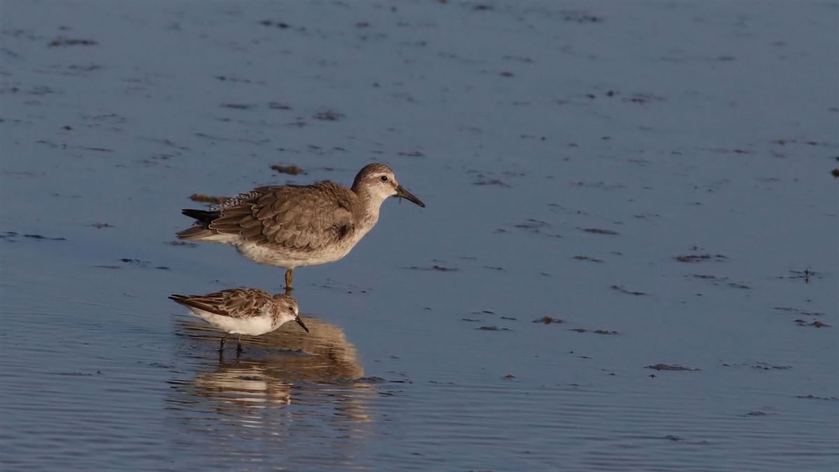 Little Stint
