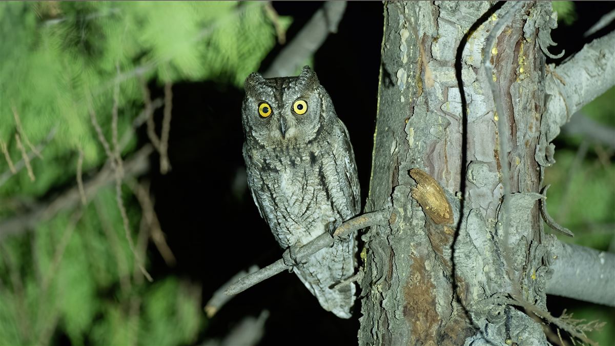 Eurasian Scops Owl