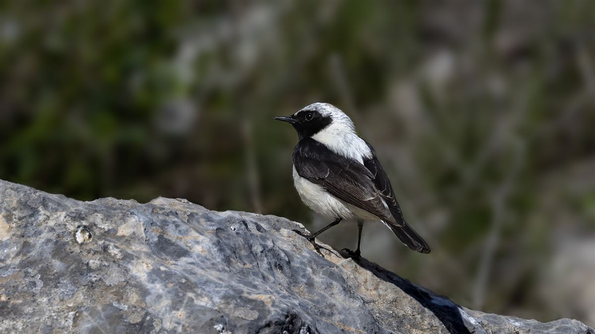 Finsch`s Wheatear