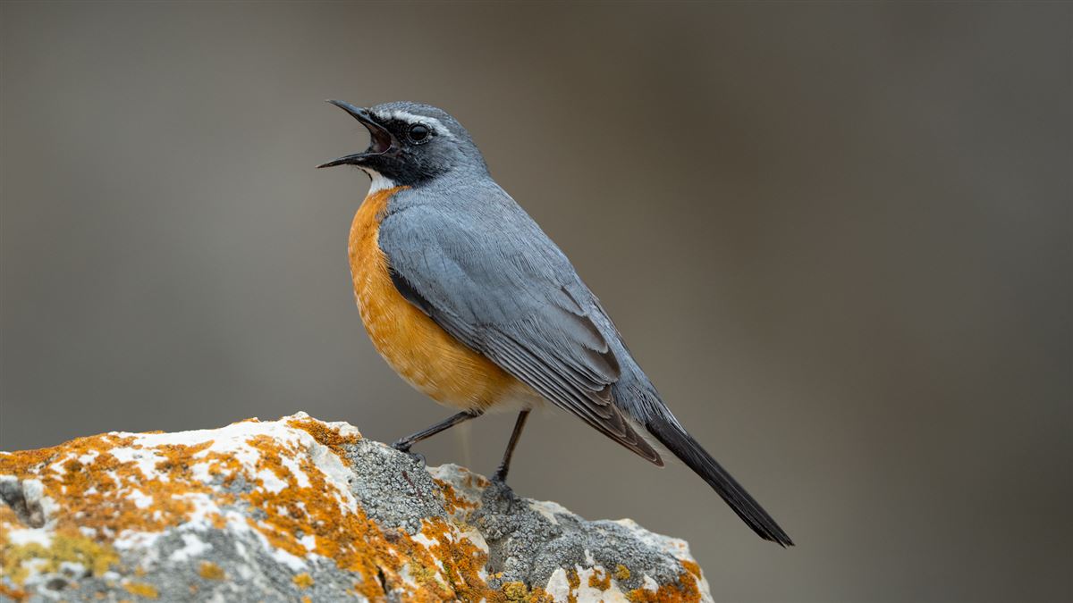 White-throated Robin