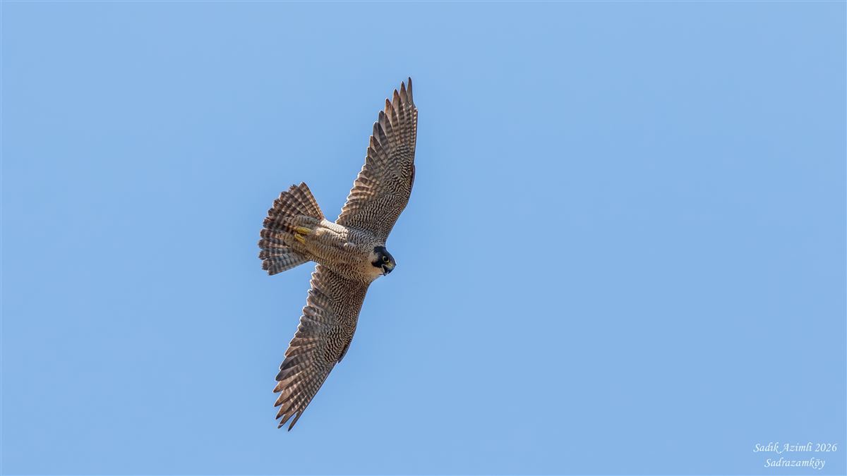 Peregrine Falcon