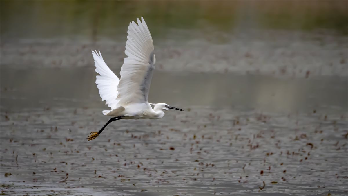 Great Egret