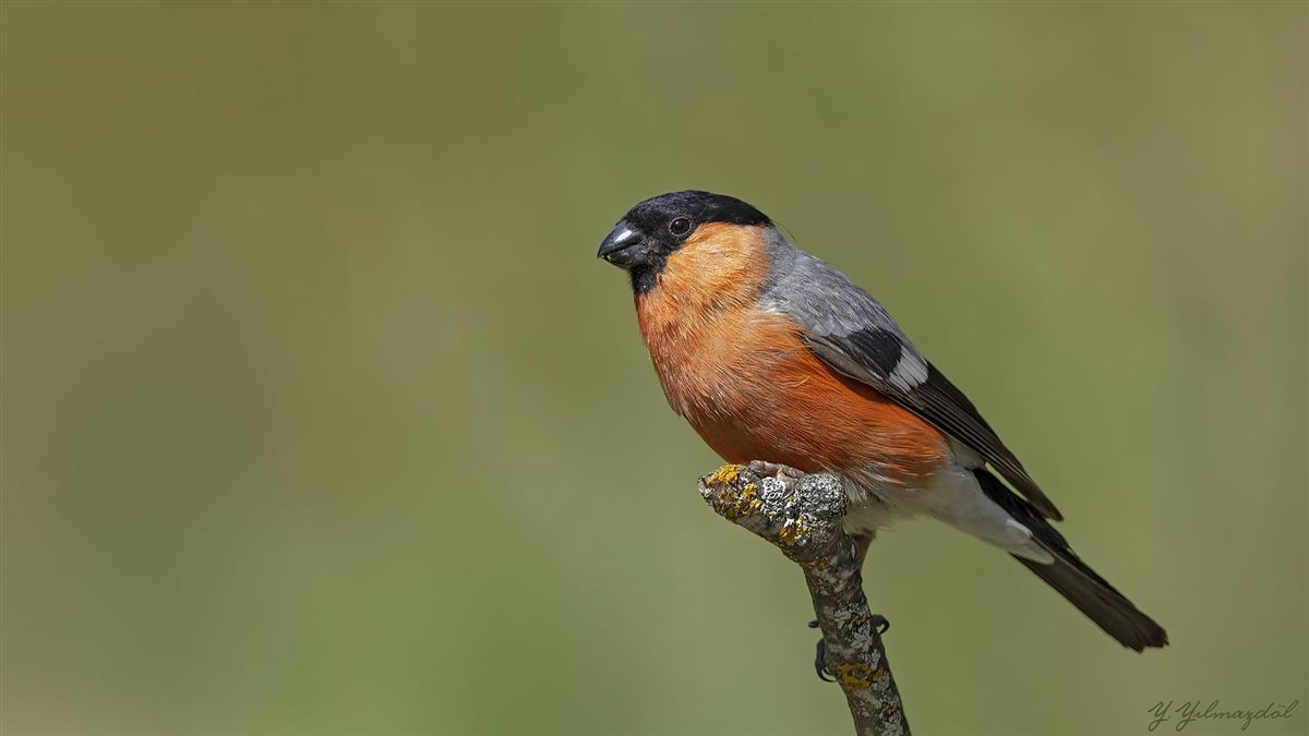 Eurasian Bullfinch