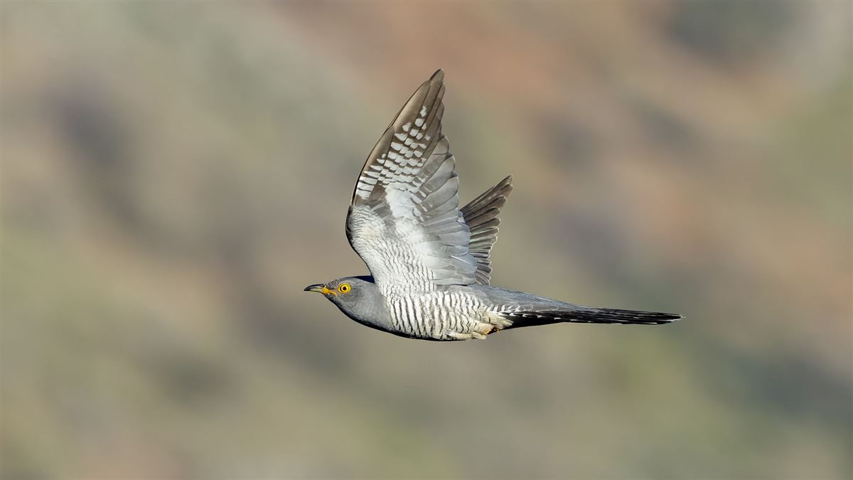 Common Cuckoo