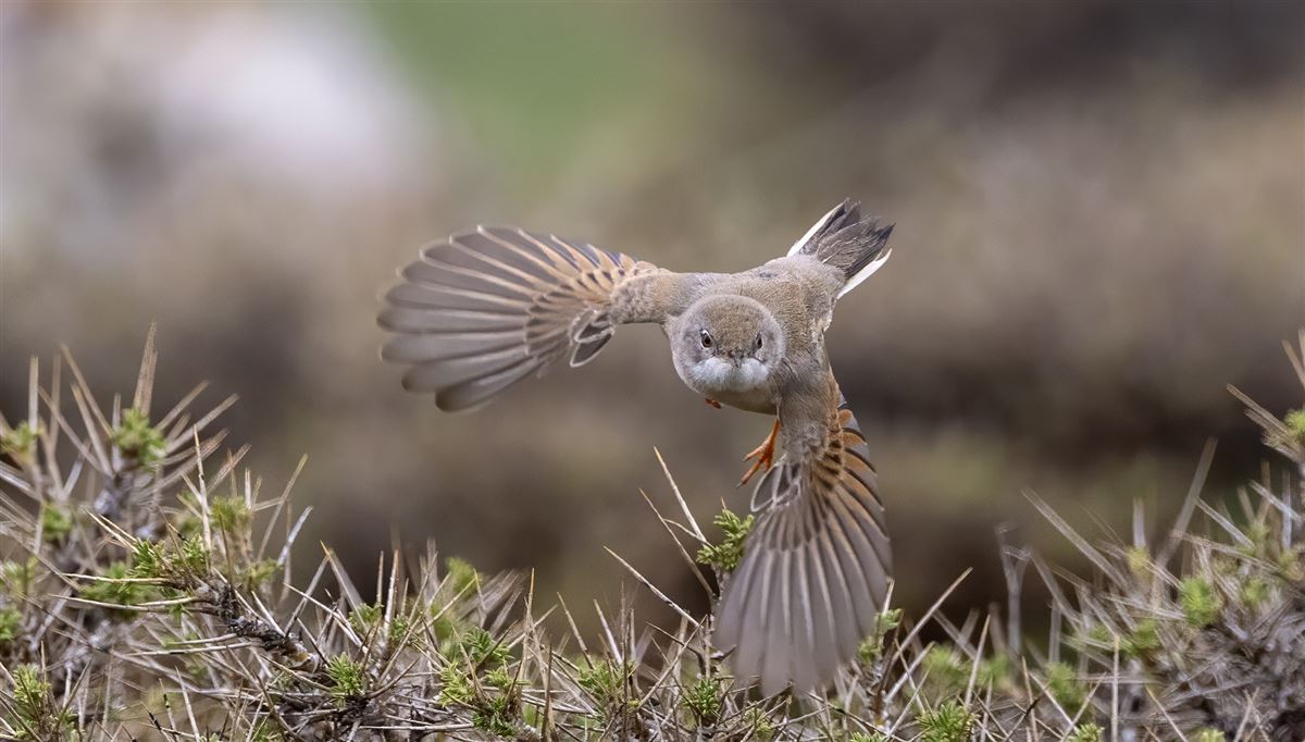 Spectacled Warbler
