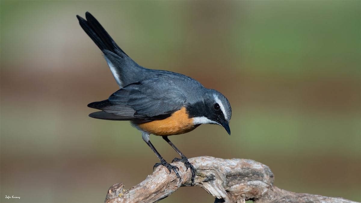 White-throated Robin