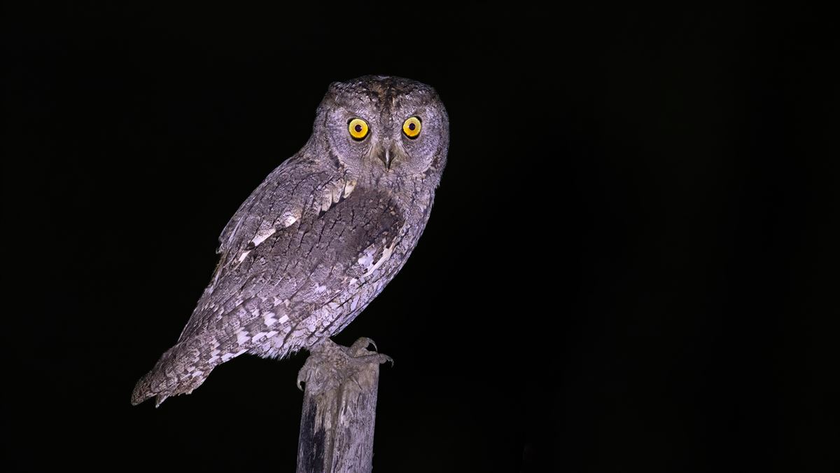 Eurasian Scops Owl