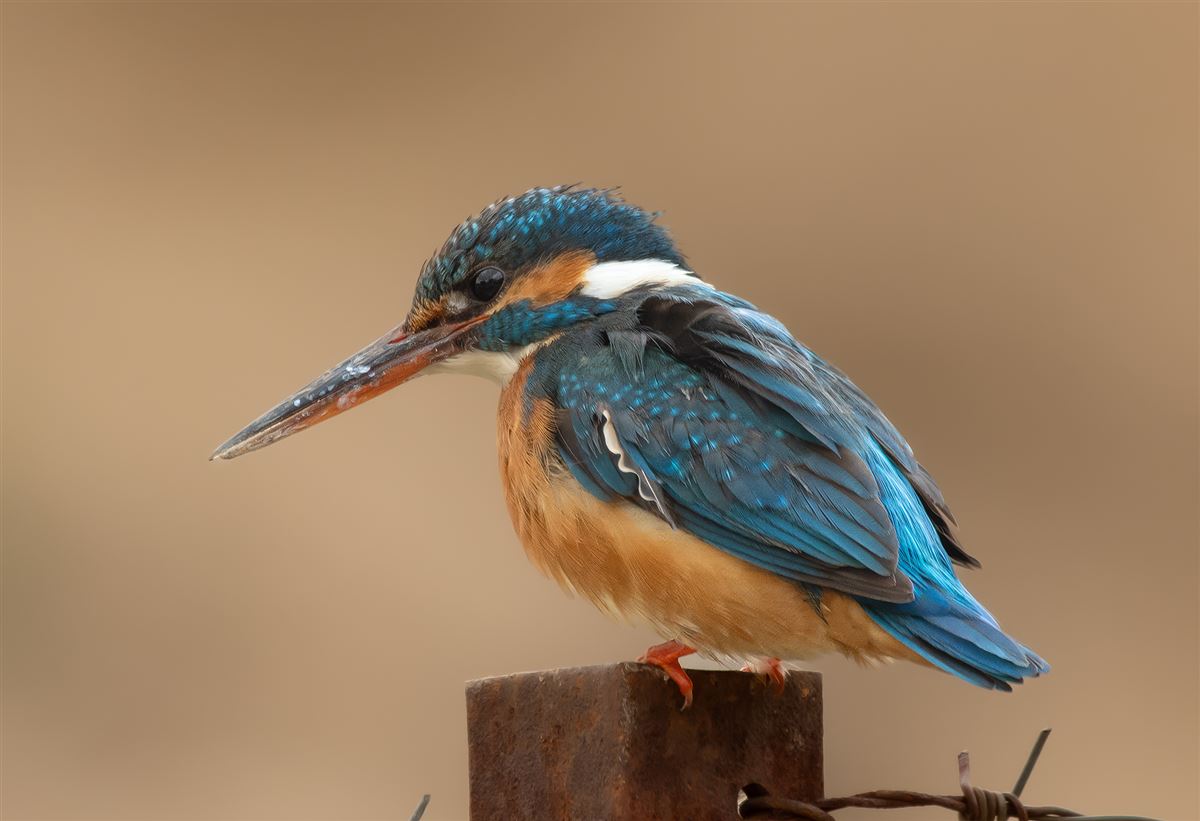 Common Kingfisher
