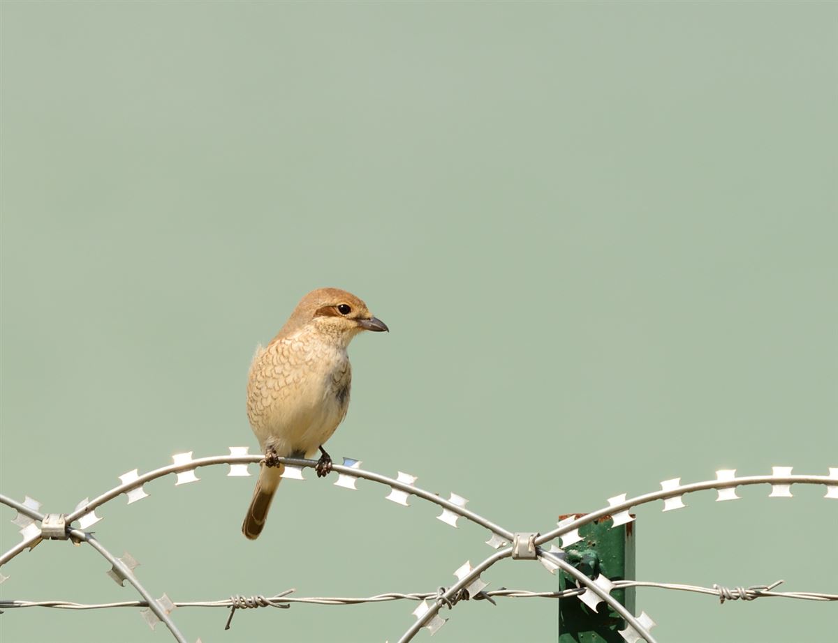 Red-backed Shrike