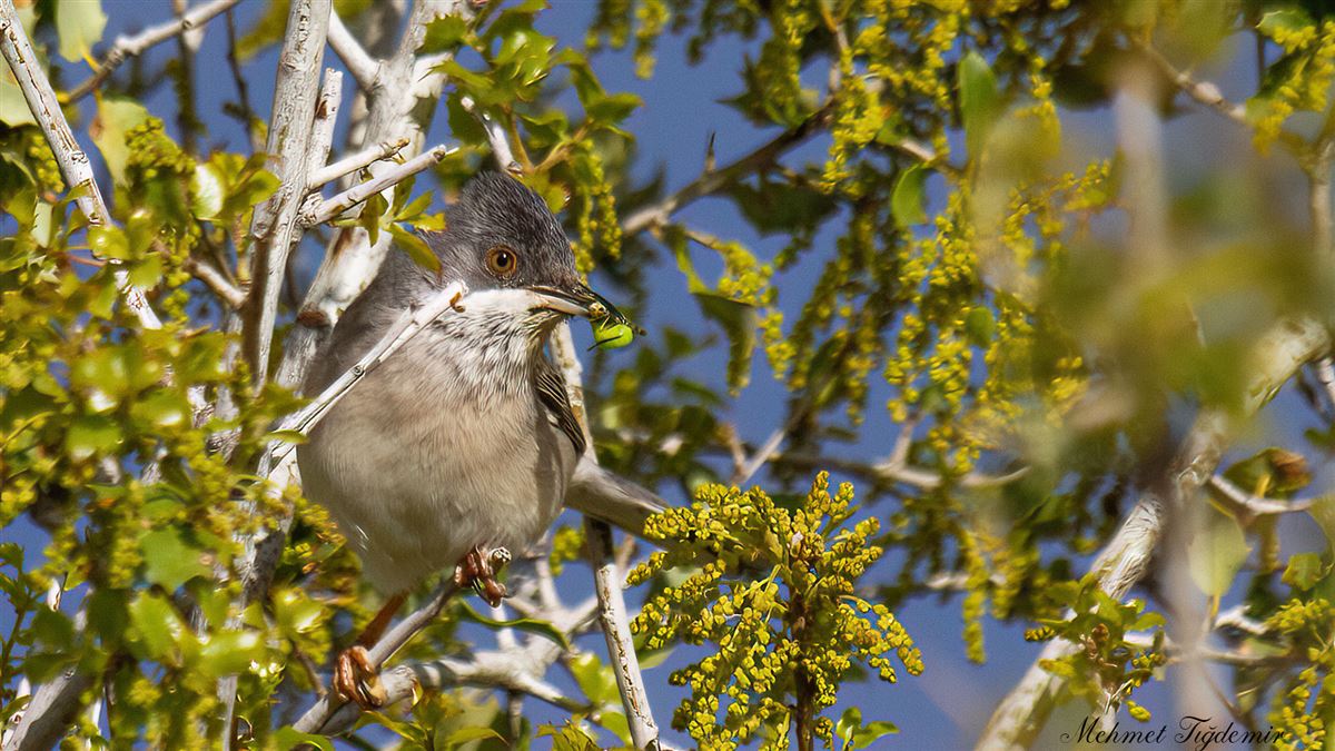 Subalpine Warbler
