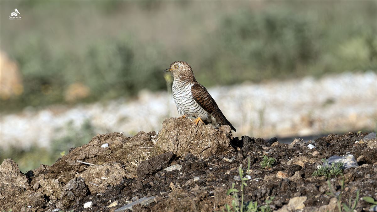 Common Cuckoo