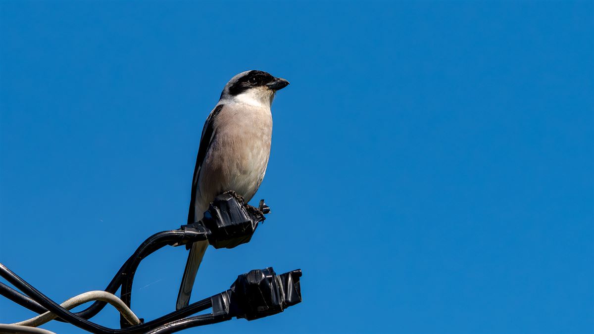 Lesser Grey Shrike