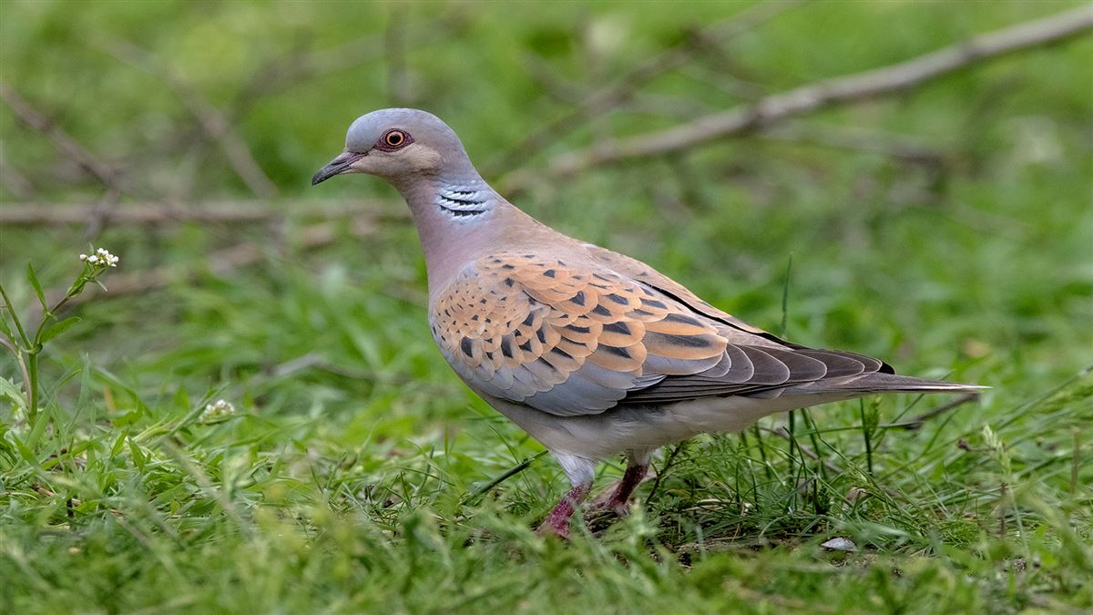 European Turtle Dove