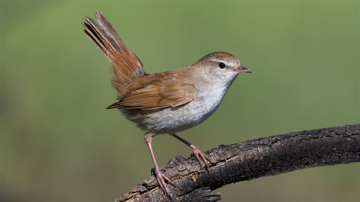 Cetti`s Warbler