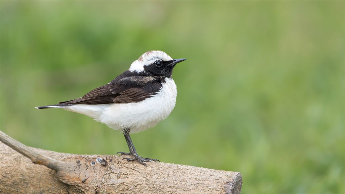 Pied Wheatear